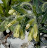 Onosma montana