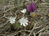 Anemone altaica