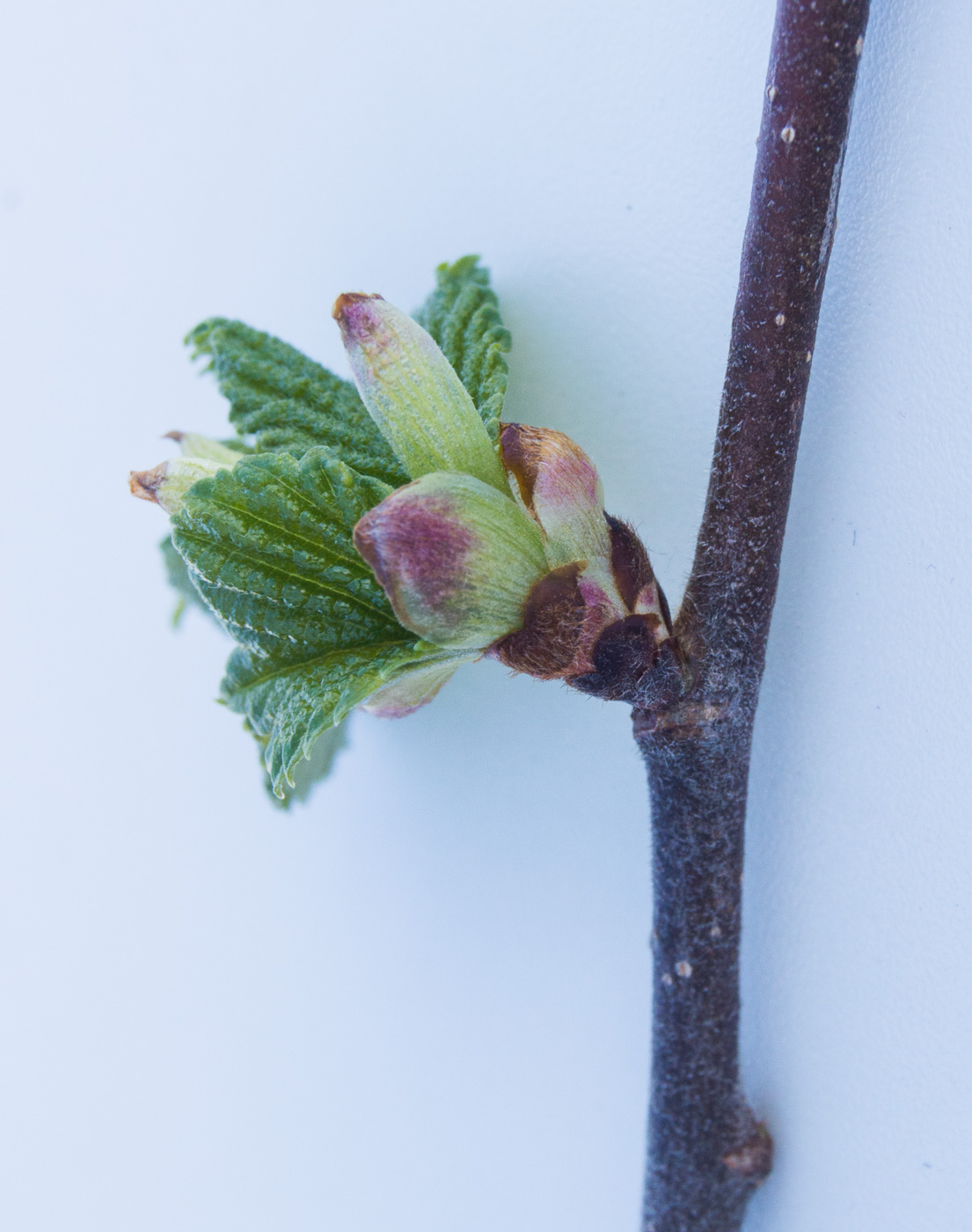 Изображение особи Ulmus glabra.