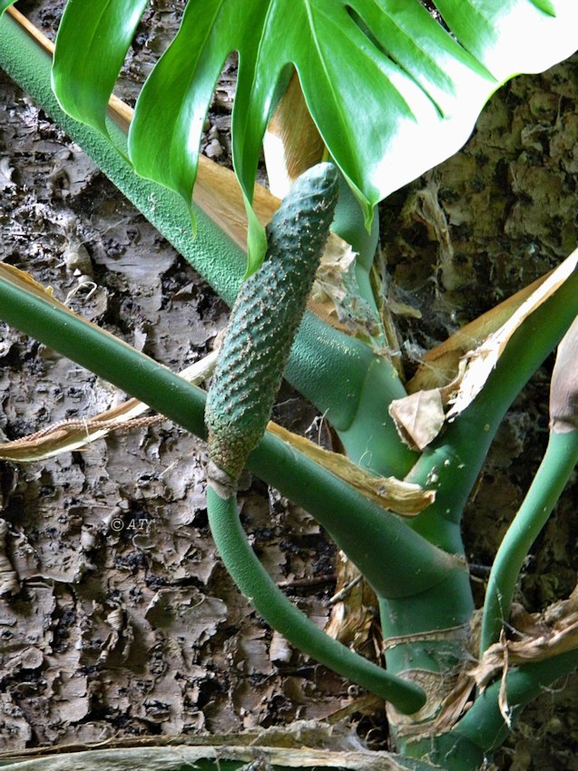 Изображение особи Monstera deliciosa.