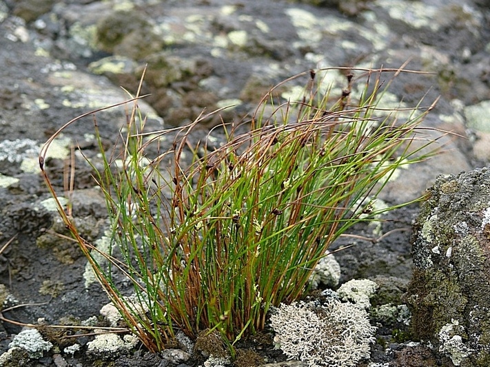 Изображение особи Juncus trifidus.