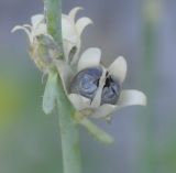 Linaria simplex