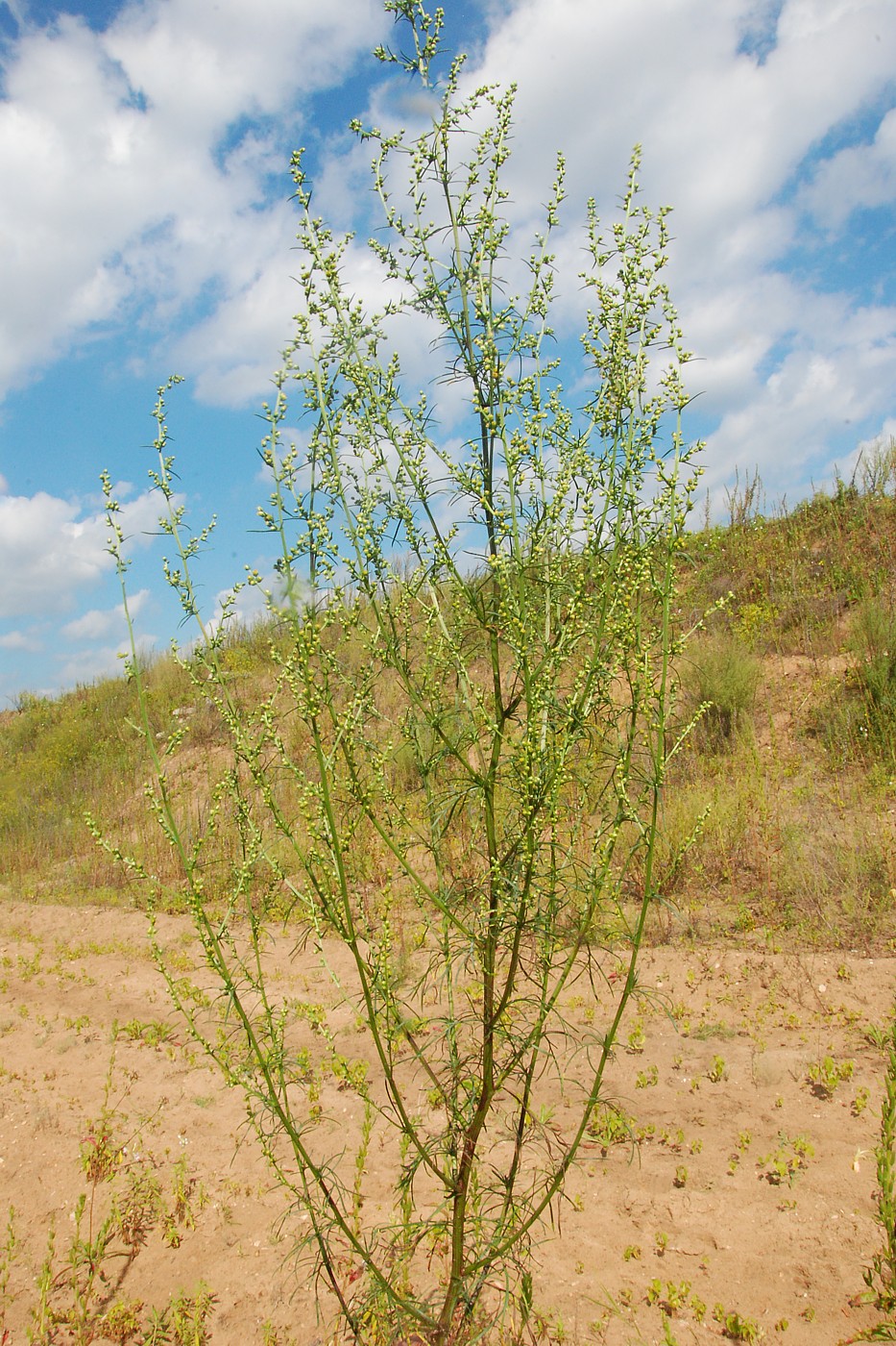 Изображение особи Artemisia campestris.