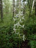 Platanthera bifolia