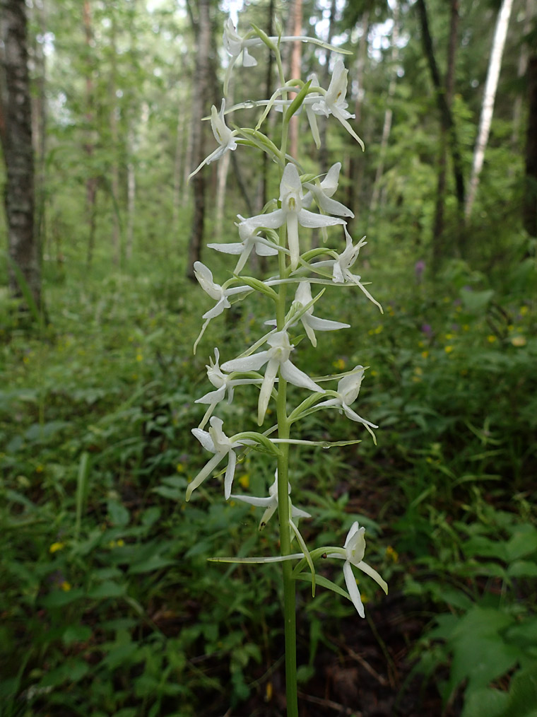 Изображение особи Platanthera bifolia.