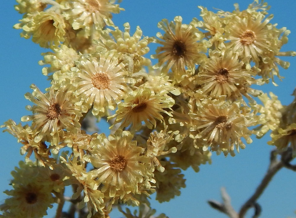 Изображение особи Helichrysum arenarium.