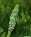 Scilla hyacinthoides