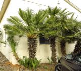 Chamaerops humilis