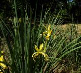 Iris halophila