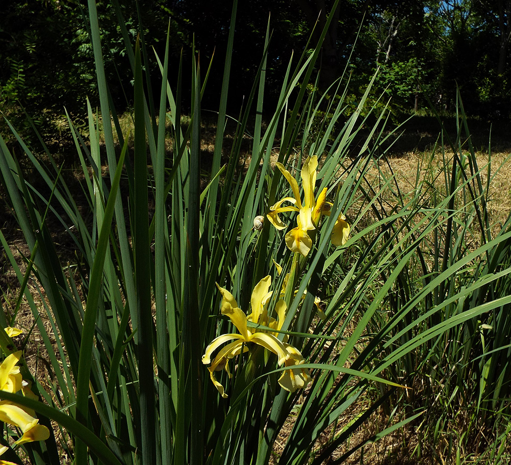 Изображение особи Iris halophila.