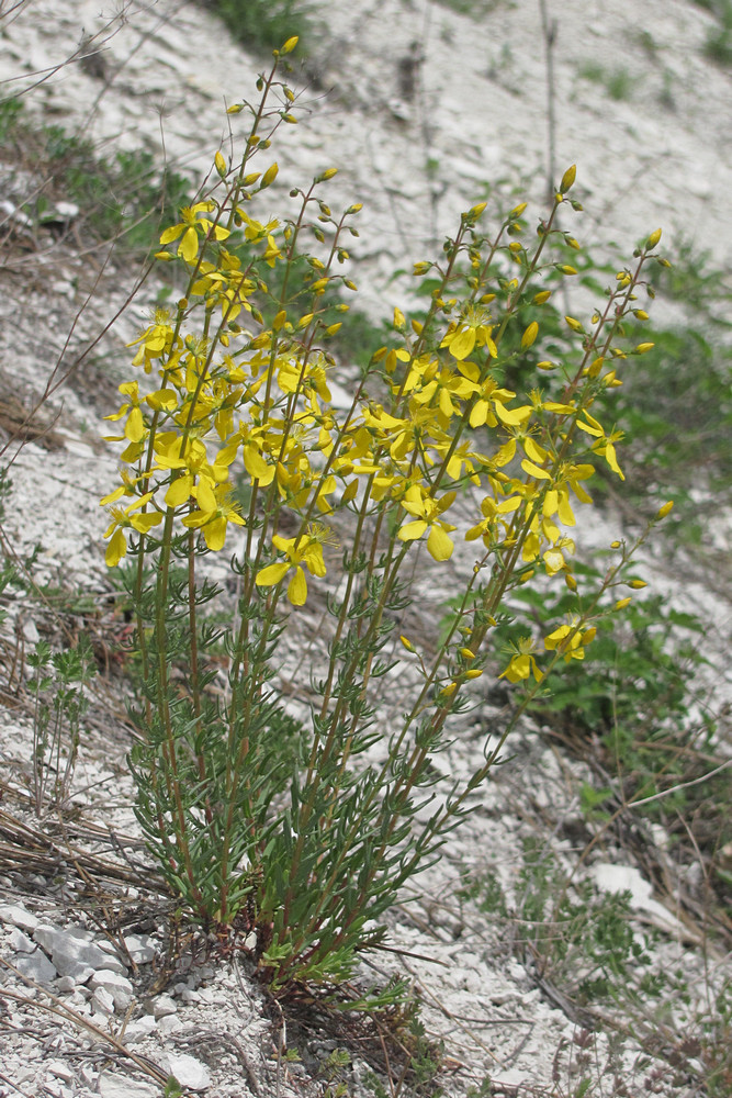 Изображение особи Hypericum elongatum.