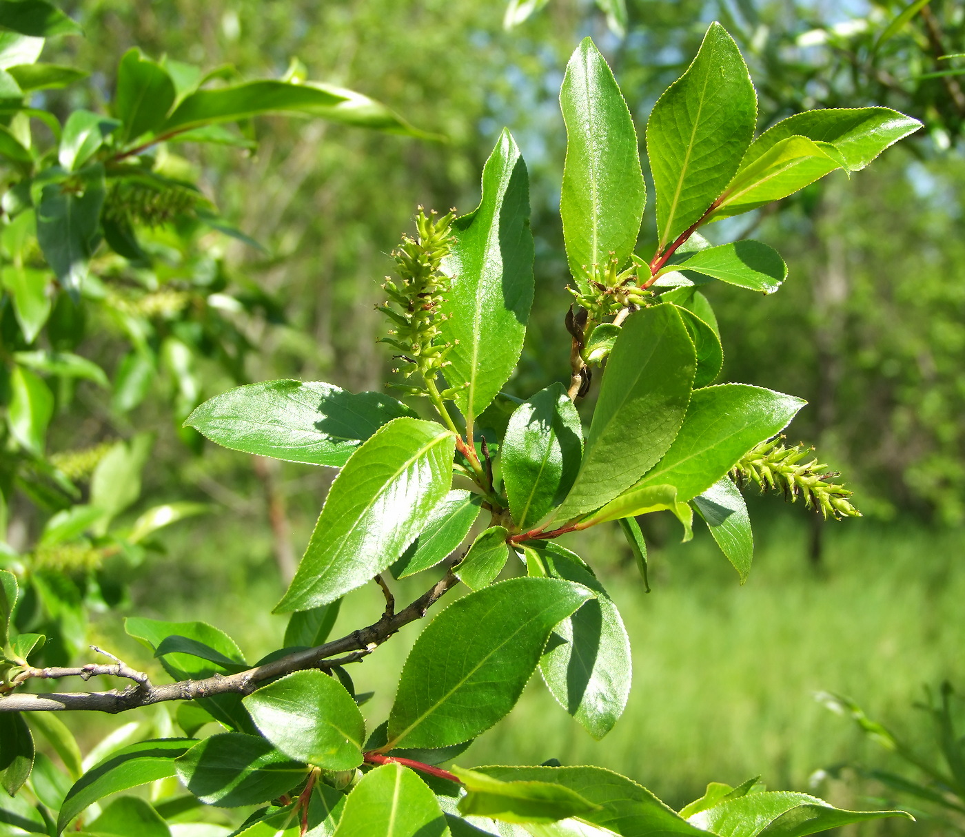 Image of Salix pseudopentandra specimen.