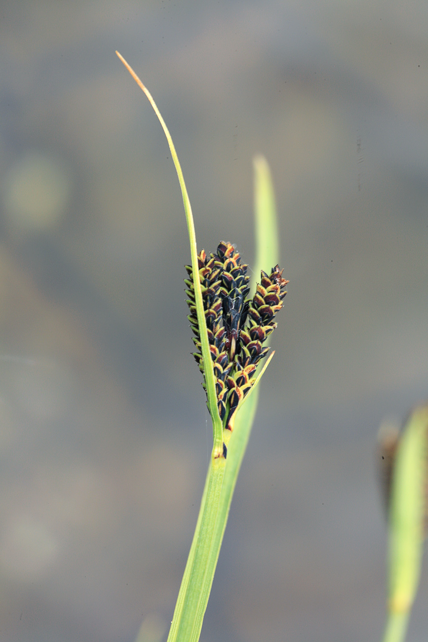 Изображение особи Carex eleusinoides.