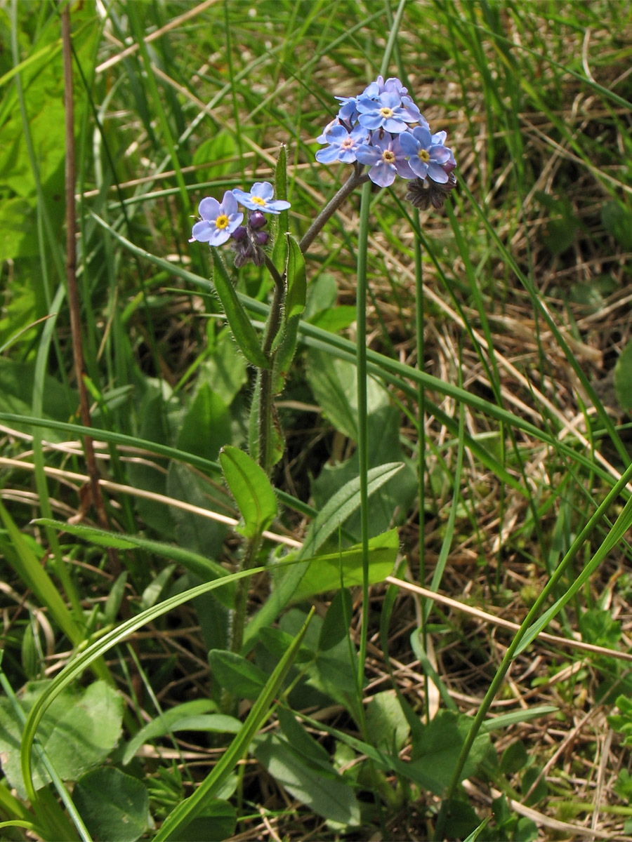 Изображение особи Myosotis alpestris.