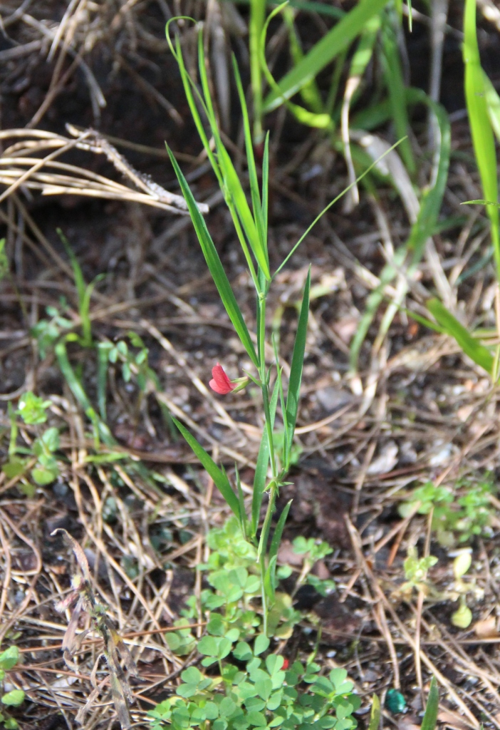 Изображение особи Lathyrus sphaericus.