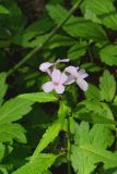 Cardamine bulbifera. Верхушка побега с соцветием. Санкт-Петербург, Курортный р-н, окр. пос. Комарово, на дне литориновой террасы. 19.05.2019.