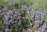 Centaurea fuscomarginata