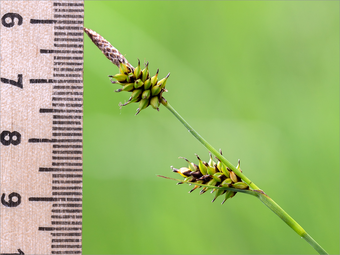 Изображение особи Carex hostiana.