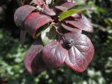 Cotoneaster lucidus