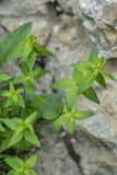 Asperula caucasica. Верхушки побегов с развивающимися соцветиями. Краснодарский край, Мостовский р-н, окр. горы Малый Тхач, в расщелине скалы. 11.06.2019.