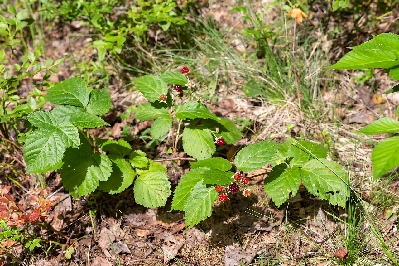 Изображение особи Rubus nessensis.