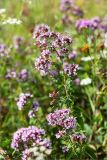 Origanum vulgare. Верхушки цветущих растений. Псковская обл., Печорский р-н, Изборско-Мальская долина восточнее оз. Городищенское, суходольный разнотравно-злаковый луг. 03.08.2019.