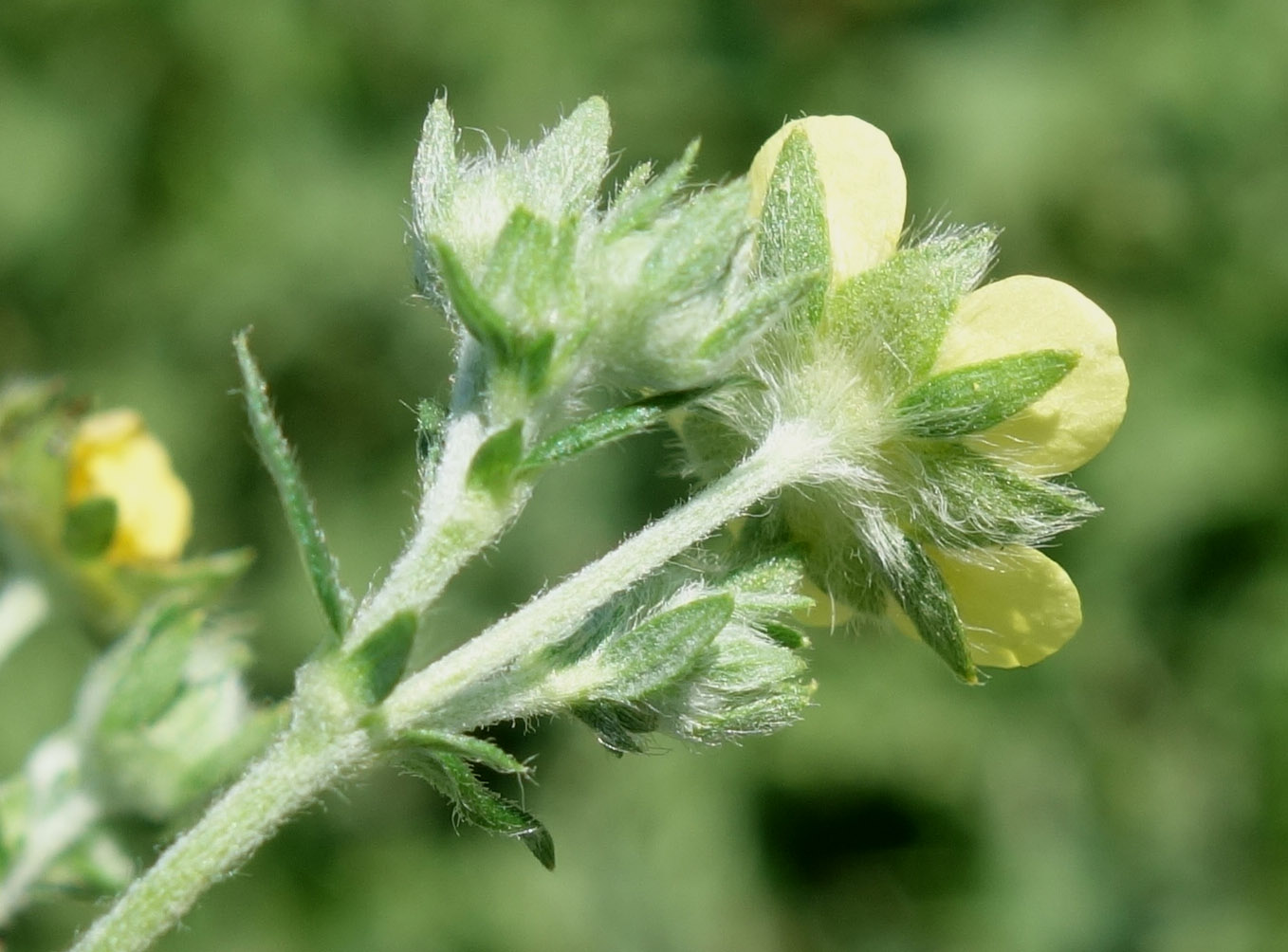 Изображение особи Potentilla canescens.