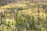 Eriophorum vaginatum