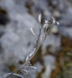 Onosma simplicissima