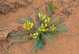 Astragalus longipetalus