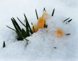 Crocus angustifolius