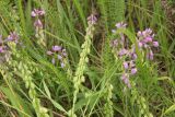 Polygala comosa