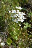 Parnassia palustris