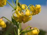 Lilium monadelphum