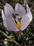 Colchicum triphyllum. Цветущее растение. Крым, Севастополь, мыс Кая-Баш. 21 января 2011 г.