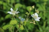 Rubus caesius