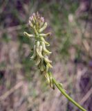 Astragalus falcatus. Соцветие. Пермский край, Кунгурский р-н, окр. дер. Дейково, окр. ур. Греховская гора, крутой склон. 04.06.2023.