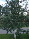 Populus tremula. Взрослое дерево. Магаданская обл., г. Магадан, мкр-н Автотэк, декоративное озеленение улицы. 05.09.2023.
