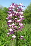 Orchis &times; beyrichii ssp. mackaensis