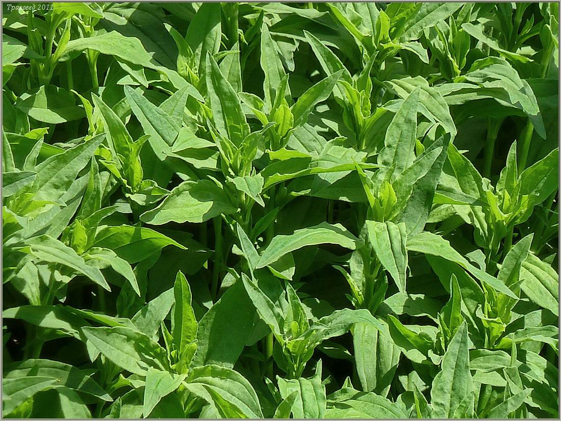 Изображение особи Saponaria officinalis.