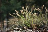 Carex ericetorum. Цветущее растение в сухом сосняке. Белоруссия, Витебская обл., Городокский р-н, окр. дер. Сурмино. 04.05.2012.