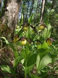 Cypripedium calceolus