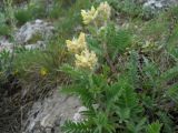 Oxytropis pilosa. Цветущее растение. Крым, гора Северная Демерджи. 2 июня 2012 г.
