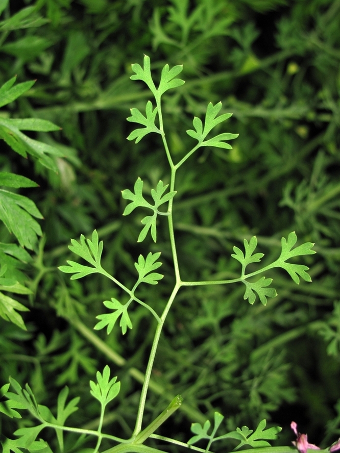 Image of Fumaria officinalis specimen.