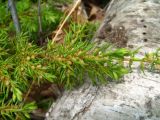 Juniperus sibirica