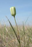 Fritillaria meleagroides