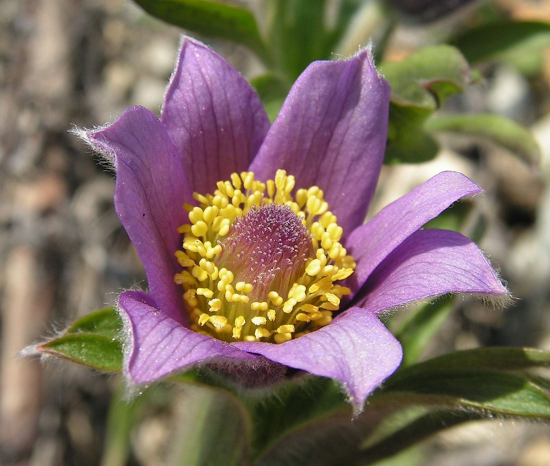 Изображение особи Pulsatilla dahurica.