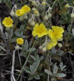 Helianthemum canum