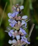 Vitex agnus-castus