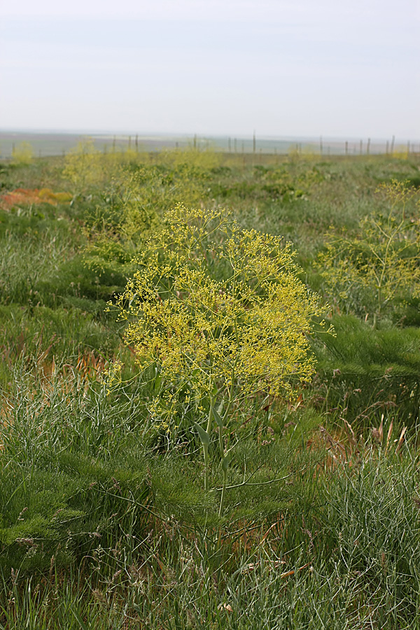 Изображение особи Ferula karatavica.